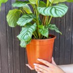 Kalatea guľatolistá (Calathea orbifolia) - výška 40-50 cm, kont. C3L